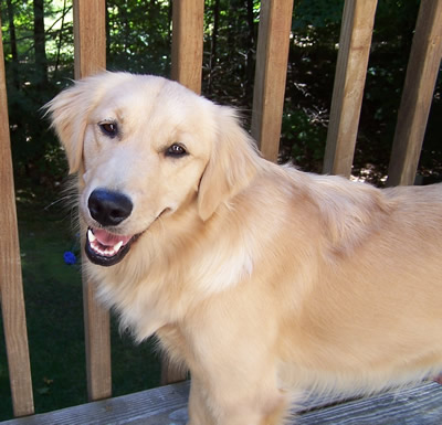 7 year old golden retriever