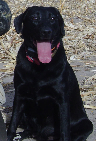 Dakota