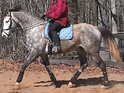 Off the Track Thoroughbred with Apical Sesamoid Fracture