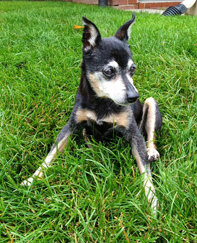 Old - Miniature Pinscher