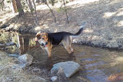 cos-dog