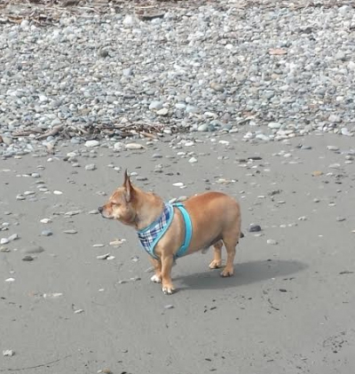 dog-beach